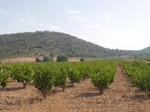 Bodega Balcona
