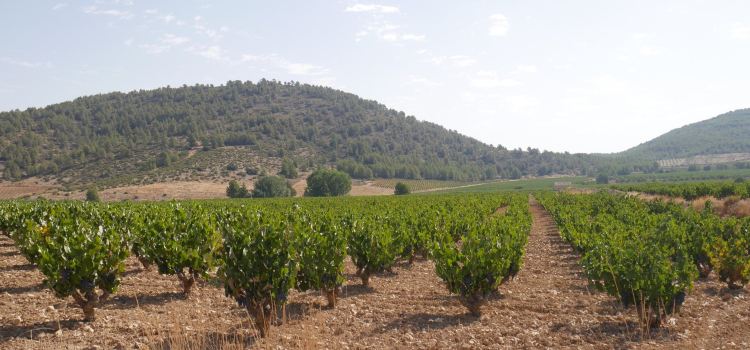 Bodega Balcona