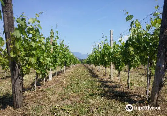 Tenuta Macellaro Winery