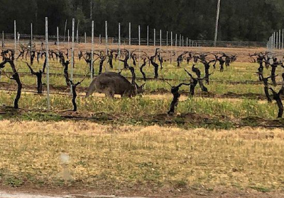 Hunter’s Dream Estate - Cellar Door