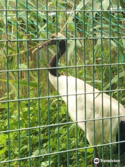 Tsuruta Town Japanese Crane Nature Park