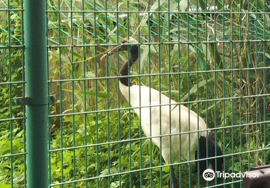 Tsuruta Town Japanese Crane Nature Park