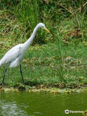 Nellapattu Sanctuary