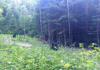 Observation de l'Ours Noir