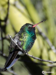 Tucson Wildlife Center