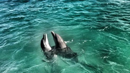 Dolphin Discovery Anguilla