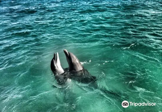 Dolphin Discovery Anguilla