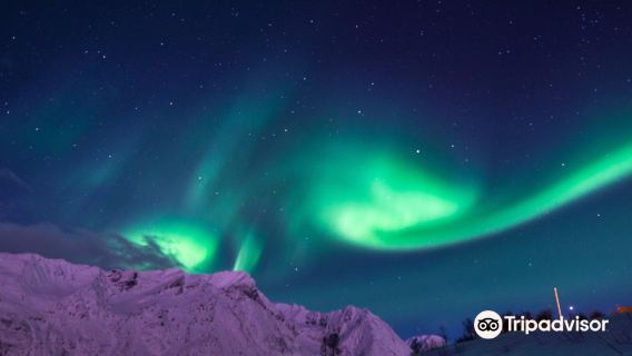 ノルウェー・トロムソでオーロラ追跡体験 バス/トナカイ/ハスキー/スノーモービル/遊覧船から選択可能