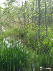 Kiushito Wetland