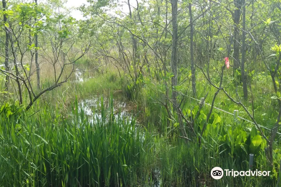 Kiushito Wetland