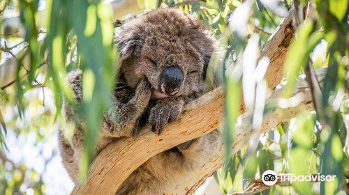 Kennet River Koala Walk