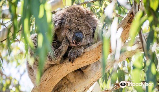 Melbourne, Australia Great Ocean Road + Kennett River Koala Walk + Apollo one-day tour