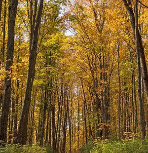 Louis M. Groen Nature Preserve