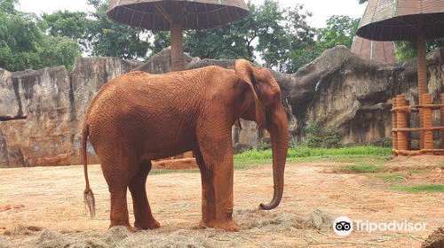 Nakhon Ratchasima Zoo (Korat Zoo)