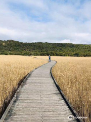 Princetown Wetlands Boardwalk