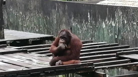 馬當野生動物保護中心