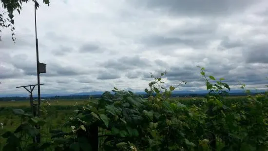 Mountainview Blueberry Farm