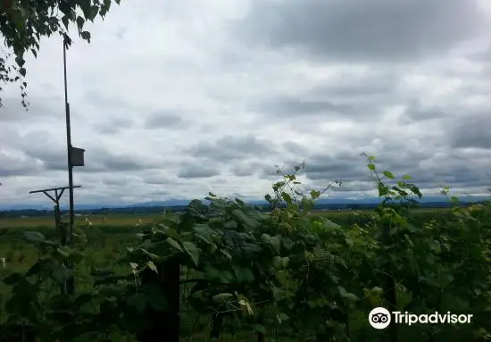 Mountainview Blueberry Farm