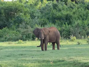 Lake Nakuru National Park