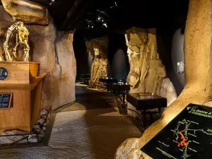 Museum de l'Ours des Cavernes
