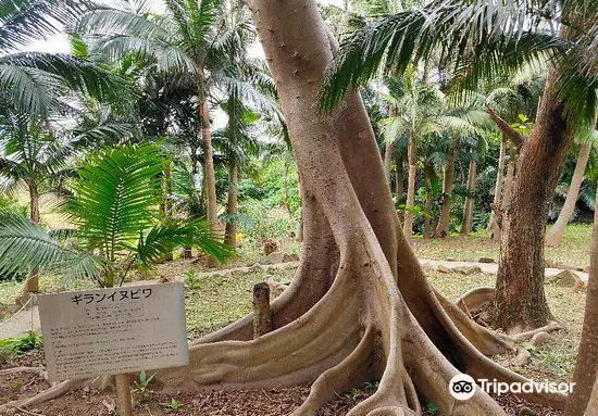 Satake Yaeyama Memorial Palm Museum