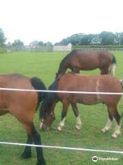 World Horse Welfare Penny Farm