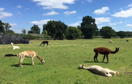 White Peak Alpacas