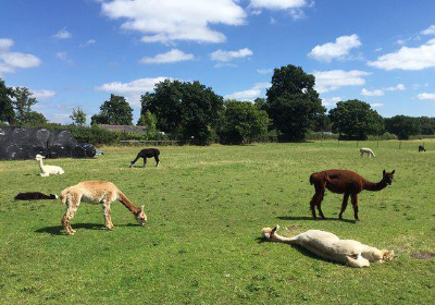 White Peak Alpacas