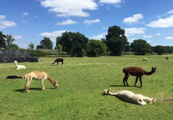 Hotels near Ollerton Park Farm
