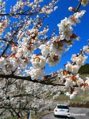 Hitoyoshi Plum Garden