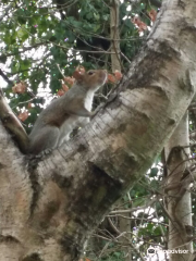 Gunnersbury Triangle Local Nature Reserve