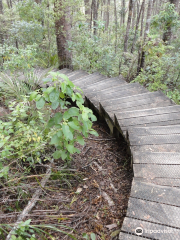 Alice Eaves Scenic Reserve