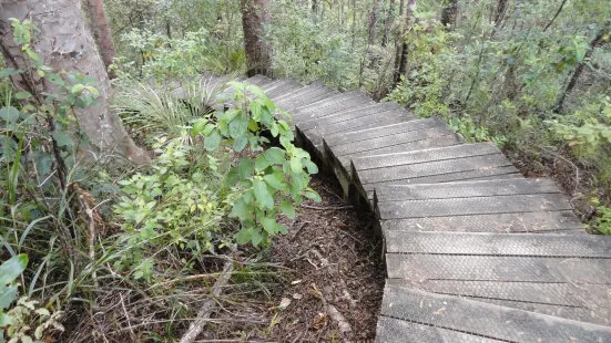 Alice Eaves Scenic Reserve