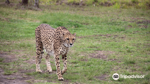 Tenikwa Wildlife Rehabilitation & Awareness Centre