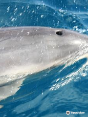 Polperro Dolphin Swimming