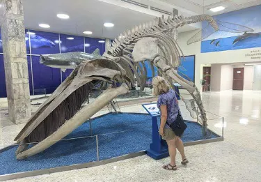 National Museum of Natural History