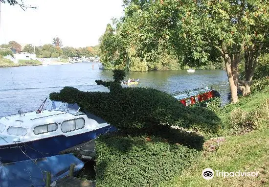 Kingston upon Thames - Shepperton Ferry Trail