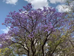 Parliament Gardens