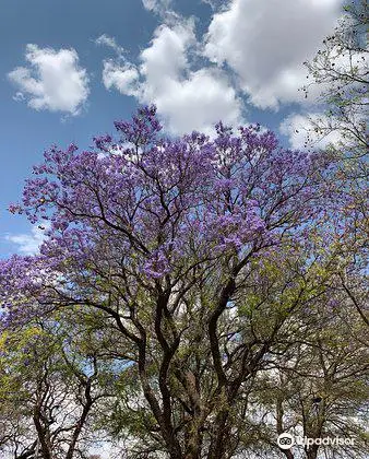 Parliament Gardens