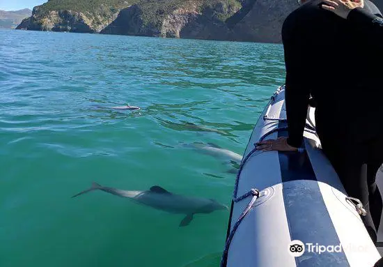 Onuku Farm Hostel Dolphin Swimming