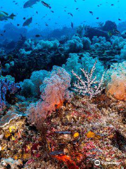 Dive Concepts Lembongan