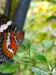 Bali Butterfly Park