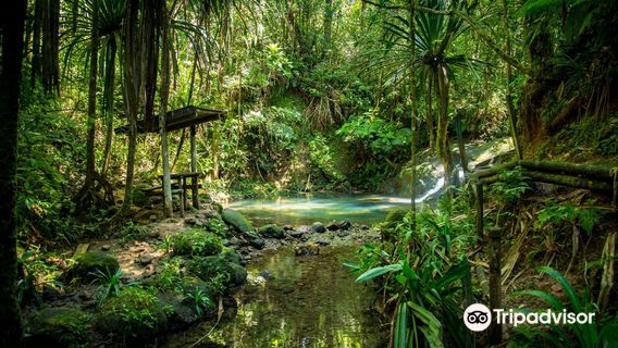 Colo-I-Suva Forest Park