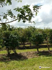 Whitsunday Gold Coffee Plantation