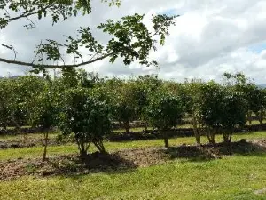 Whitsunday Gold Coffee Plantation