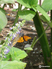 Cozumel Butterfly & Botanical Gardens