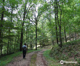 Foret Domaniale de Gresigne