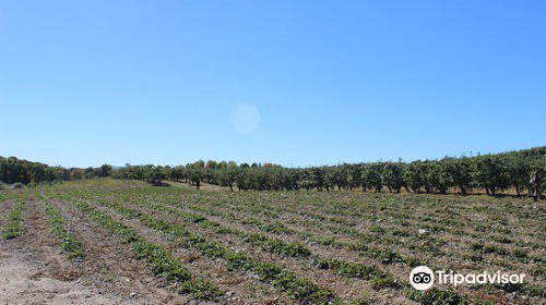 Lawrence Farms Orchards