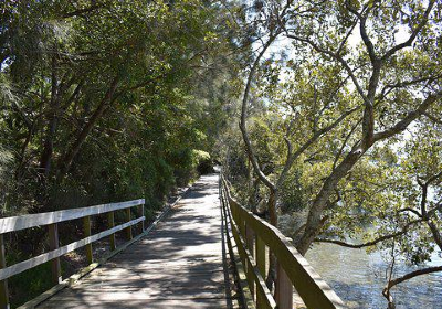 Koala Reserve (Mangrove Boardwalk)