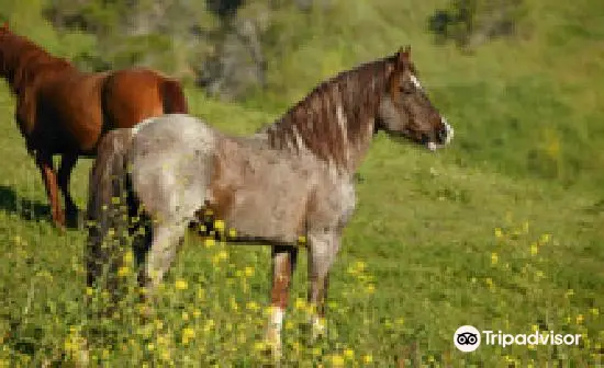 Return to Freedom, American Wild Horse Sanctuary